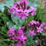 553750-silene-armeria-rubra-electra