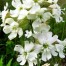553960-silene-pendula-snowdrop