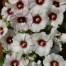 572420-alcea-rosea-halo-blossom