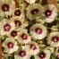 572422-alcea-rosea-halo-cream