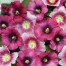 572424-alcea-rosea-halo-perfect-pink