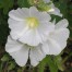 572440-alcea-rosea-arsameia-white