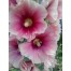 572450-alcea-rosea-more-in-love
