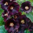 572460-alcea-rosea-nigra