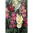 572500-alcea-rosea-giant-single-mixed