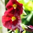 572507-alcea-rosea-spotlight-mars-magic