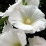 572510-alcea-rosea-spotlight-polarstar