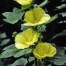572512-alcea-rosea-spotlight-sunshine