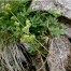 572540-alchemilla-alpina