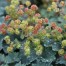 572560-alchemilla-erythropoda