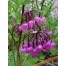 572570-allium-cernuum