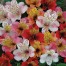 572600-alstroemeria-aurantiaca-hybrids-mixture
