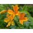 572620-alstroemeria-aurantiaca-golden-king