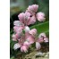 572630-alstroemeria-hookeri