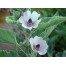 572650-althaea-officinalis