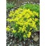 572800-alyssum-saxatile-gold-dust