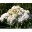 573000-anaphalis-margaritacea-neuschnee