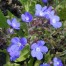 573060-anchusa-azurea-italica