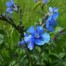 573070-anchusa-barrelieri