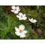573380-anemone-canadensis