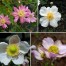 573400-anemone-japonica-hybriden