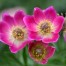 573500-anemone-multifida-rubra