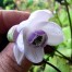 573750-anemonopsis-macrophylla