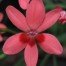 573770-anomatheca-laxa
