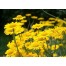 573800-anthemis-tinctoria