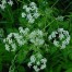 573840-anthriscus-sylvestris