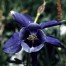 574000-aquilegia-alpina