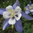 574040-aquilegia-caerulea-kirigami-deep-blue-white