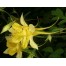 574045-aquilegia-chrysantha