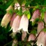 578910-campanula-takesimana-bellringers