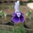 602335-salvia-candelabrum