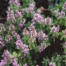 605000-thymus-serpyllum