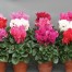 626590-cyclamen-persicum-advantage-mix-f2