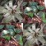 645778-passiflora-vespertilio