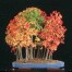 650500-acer-buergerianum