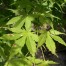 650900-acer-palmatum