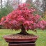 651000-acer-palmatum-atropurpureum-bloodgood-inazuma-osakazuki