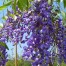 651100-bolusanthus-speciosus