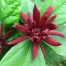 651250-calycanthus-floridus