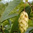 651270-carpinus-japonica