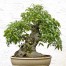651300-celtis-sinensis