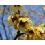 651400-chimonanthus-praecox