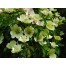 651500-cornus-capitata