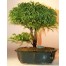 651600-cryptomeria-japonica