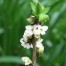 651640-daphne-mezereum-album