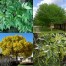 651750-fraxinus-velutina